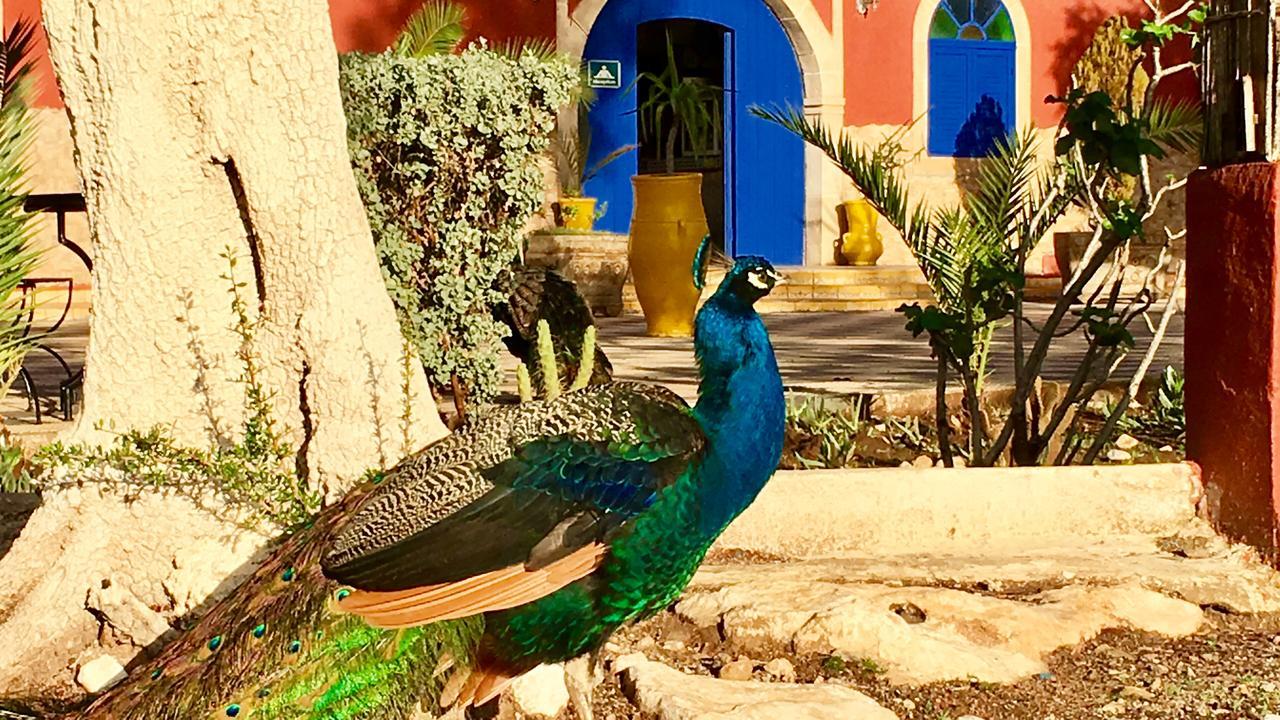 Camping & Hotel Le Calme الصويرة المظهر الخارجي الصورة