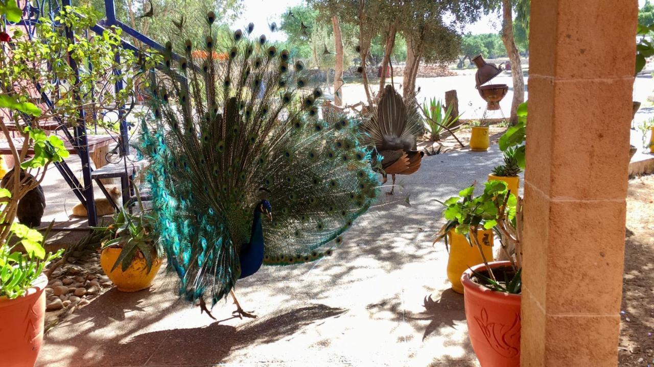 Camping & Hotel Le Calme الصويرة المظهر الخارجي الصورة